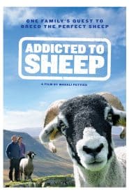 Addicted to Sheep