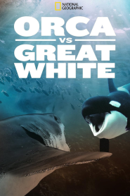 Orca Vs. Great White