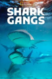 Shark Gangs