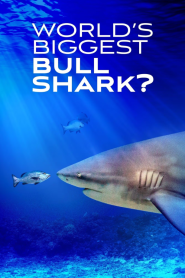 World’s Biggest Bull Shark?