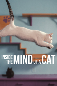 Inside the Mind of a Cat