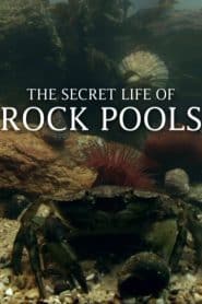 The Secret Life of Rockpools
